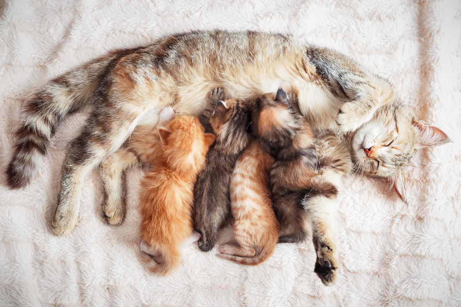 Nutritious Feeding for Pregnant Cats