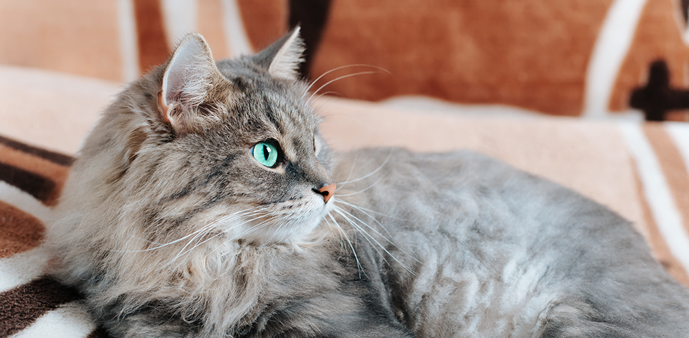 Delizios Dry Cat Food’s New Irresistible Taste Brings Wholesome Nutrition Tailored To Your Cats’ Wellness